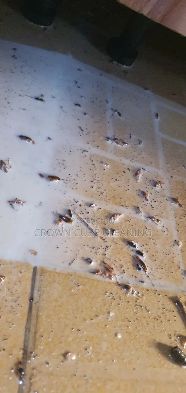 Best Fumigation Services in Surulere Lagos