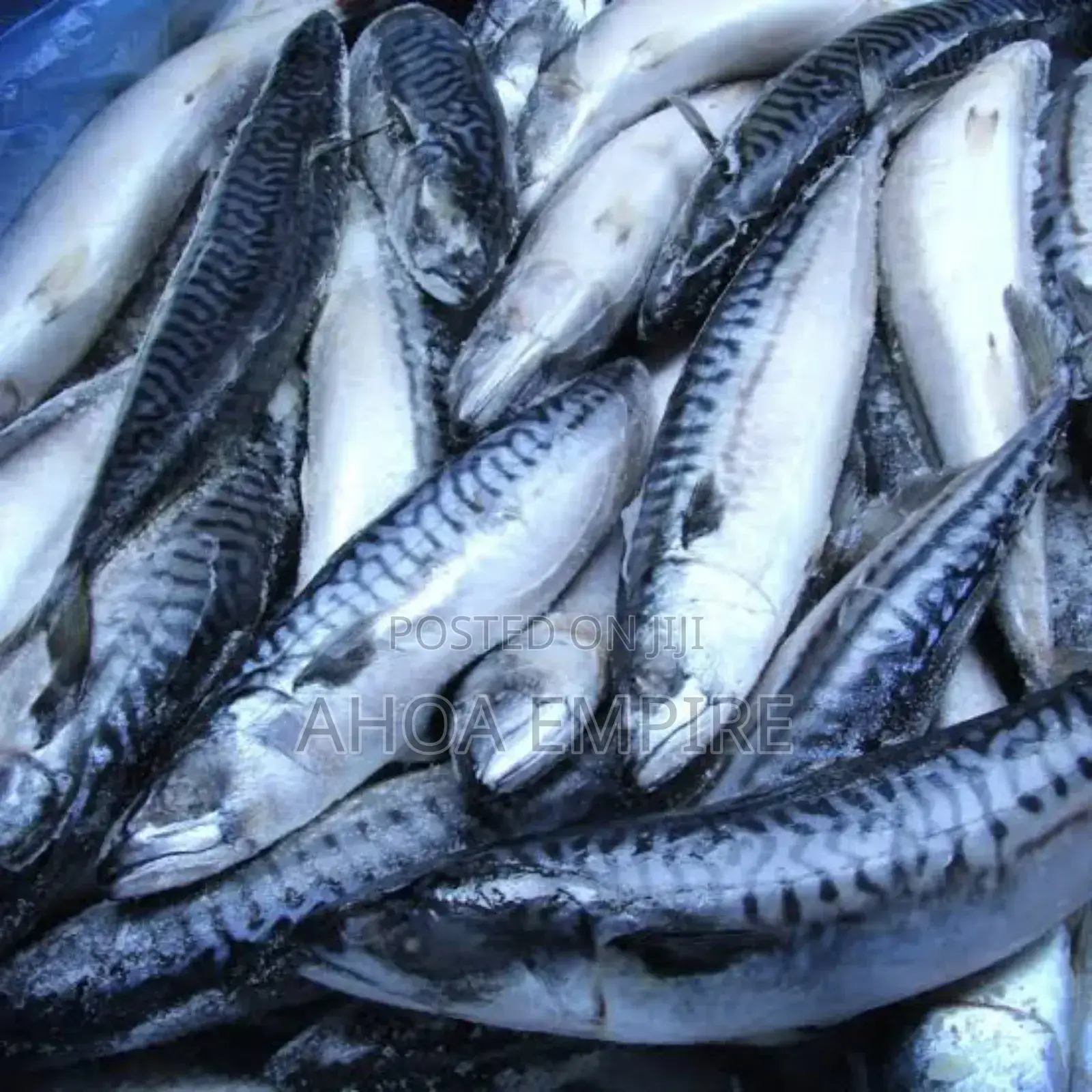 Titus Fish/Mackerel Fish -1kg
