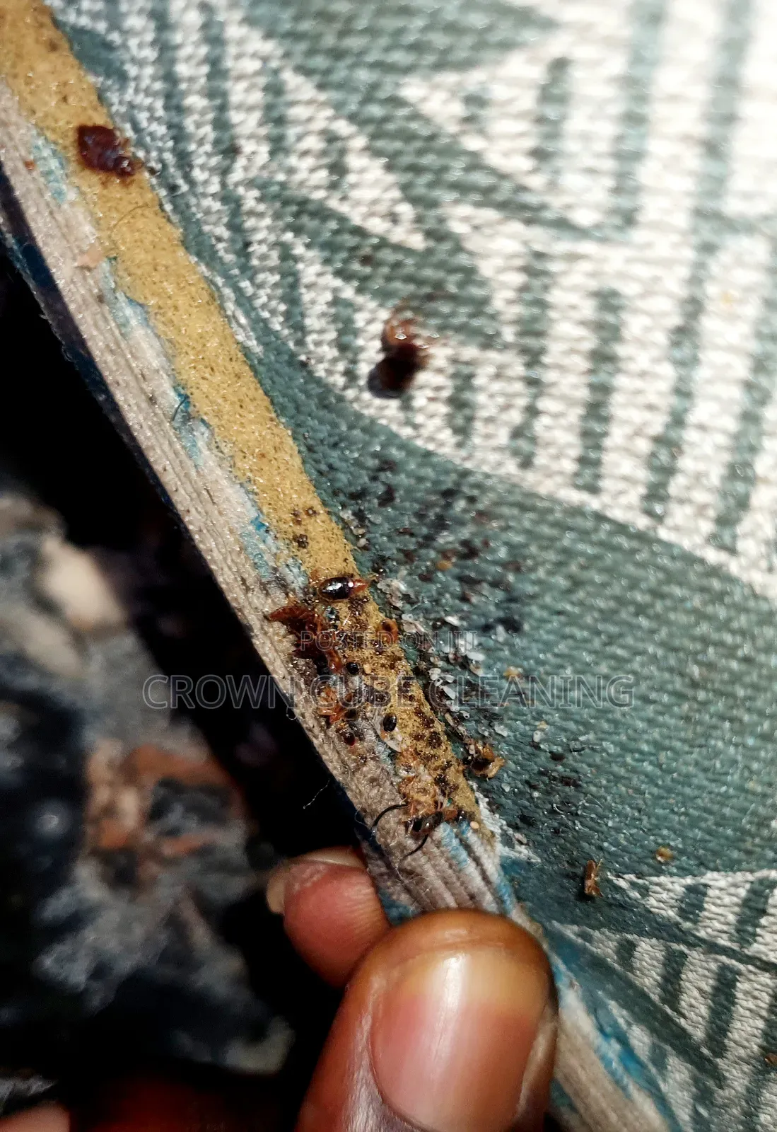 Sofa Cleaning / Restoration and Fumigation Services