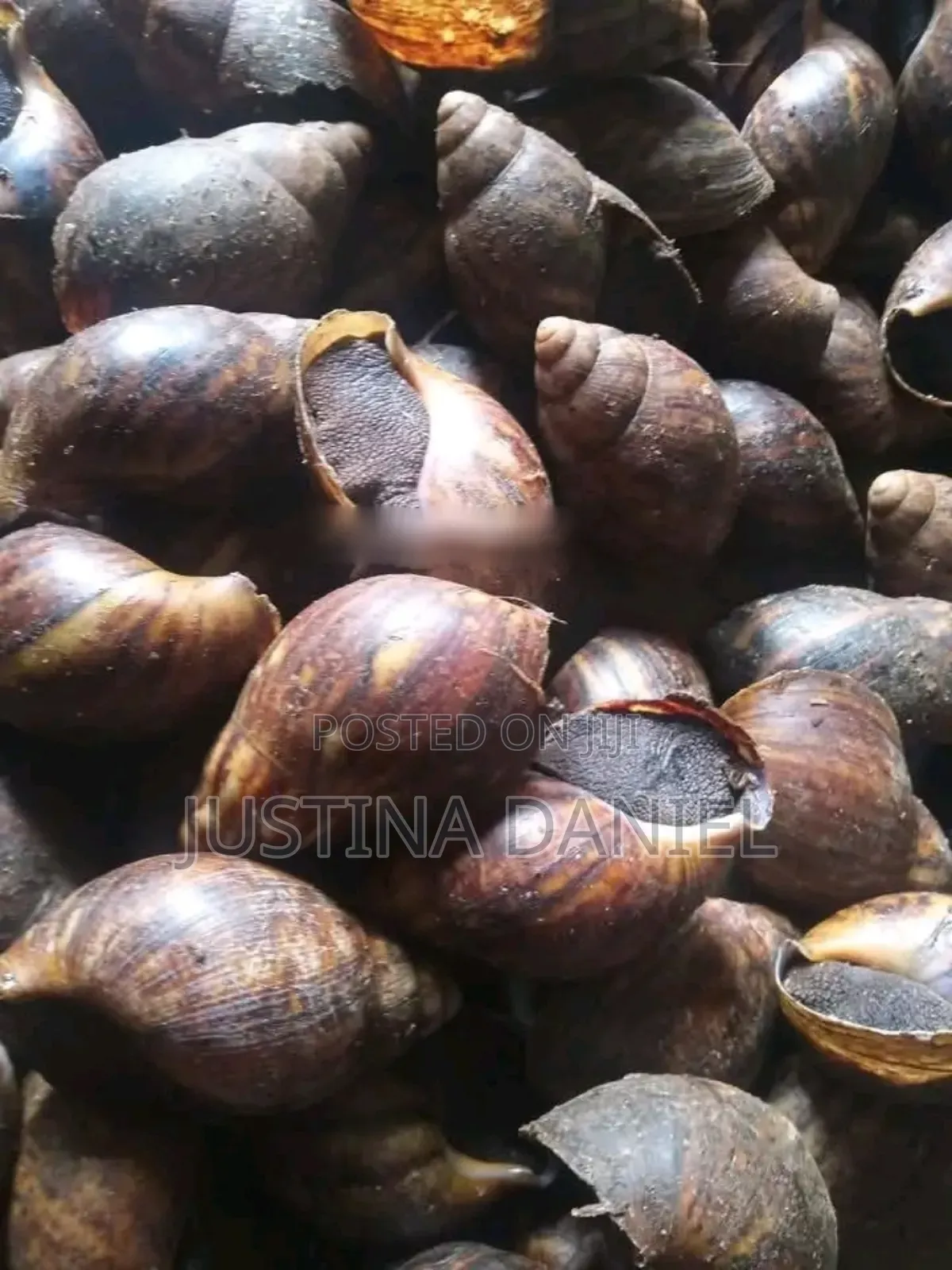 Snails of Different Sizes Available