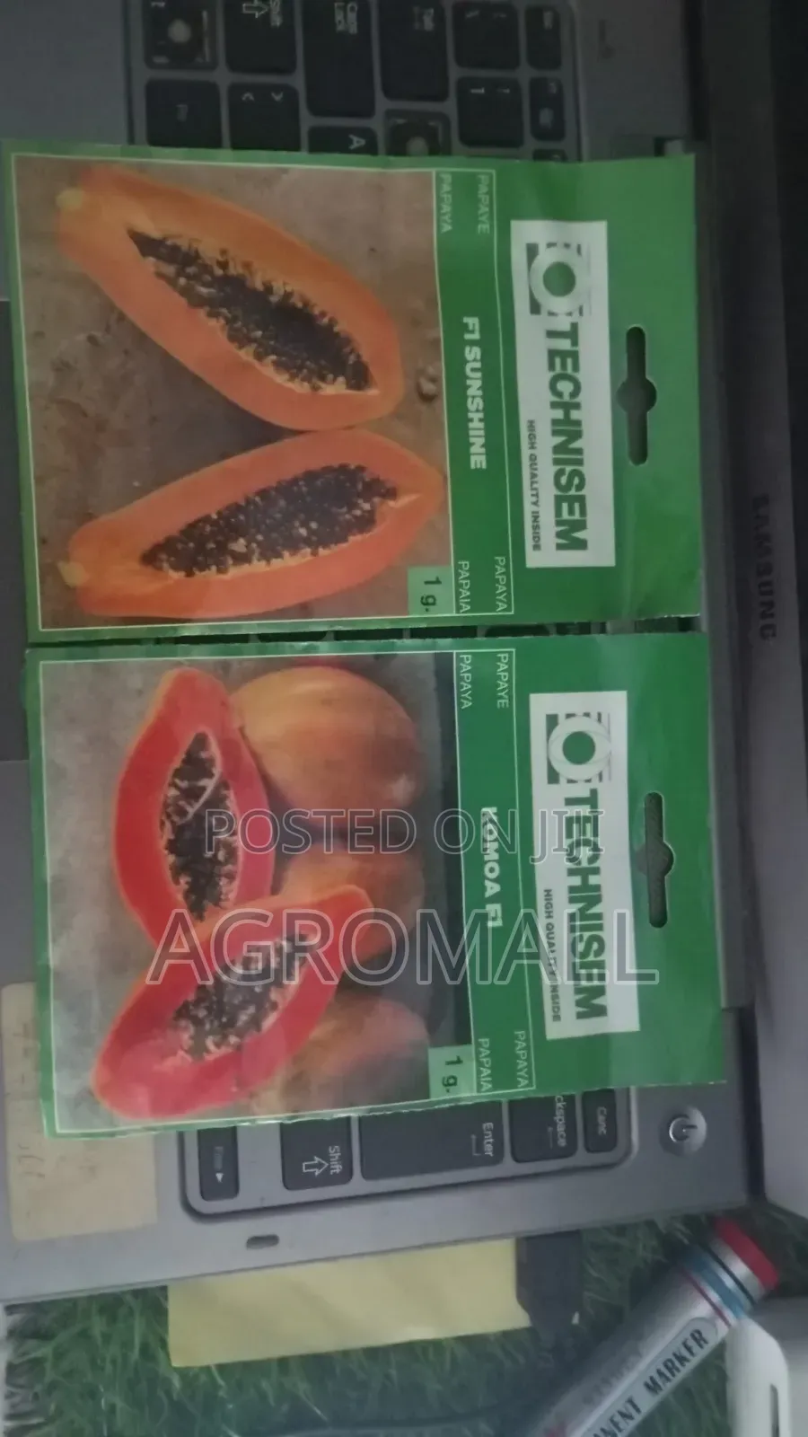 Hybrid Pawpaw Seed