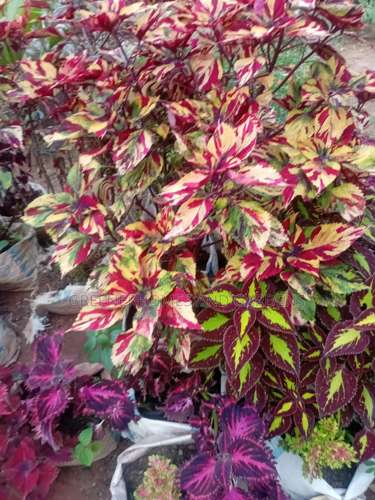 Colourful Plants