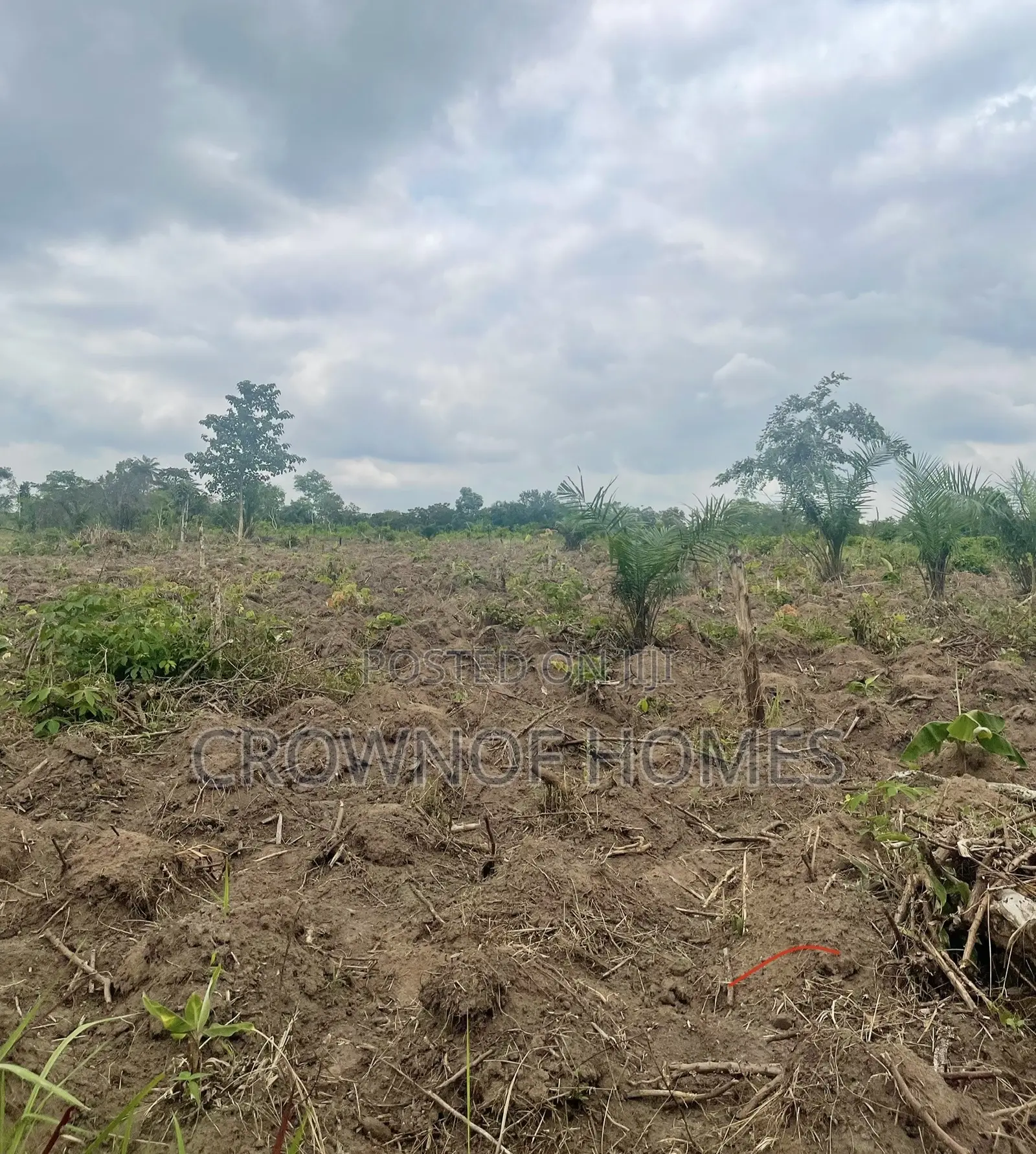 Affordable Farmland in Ogun State. We Can Manage Farm