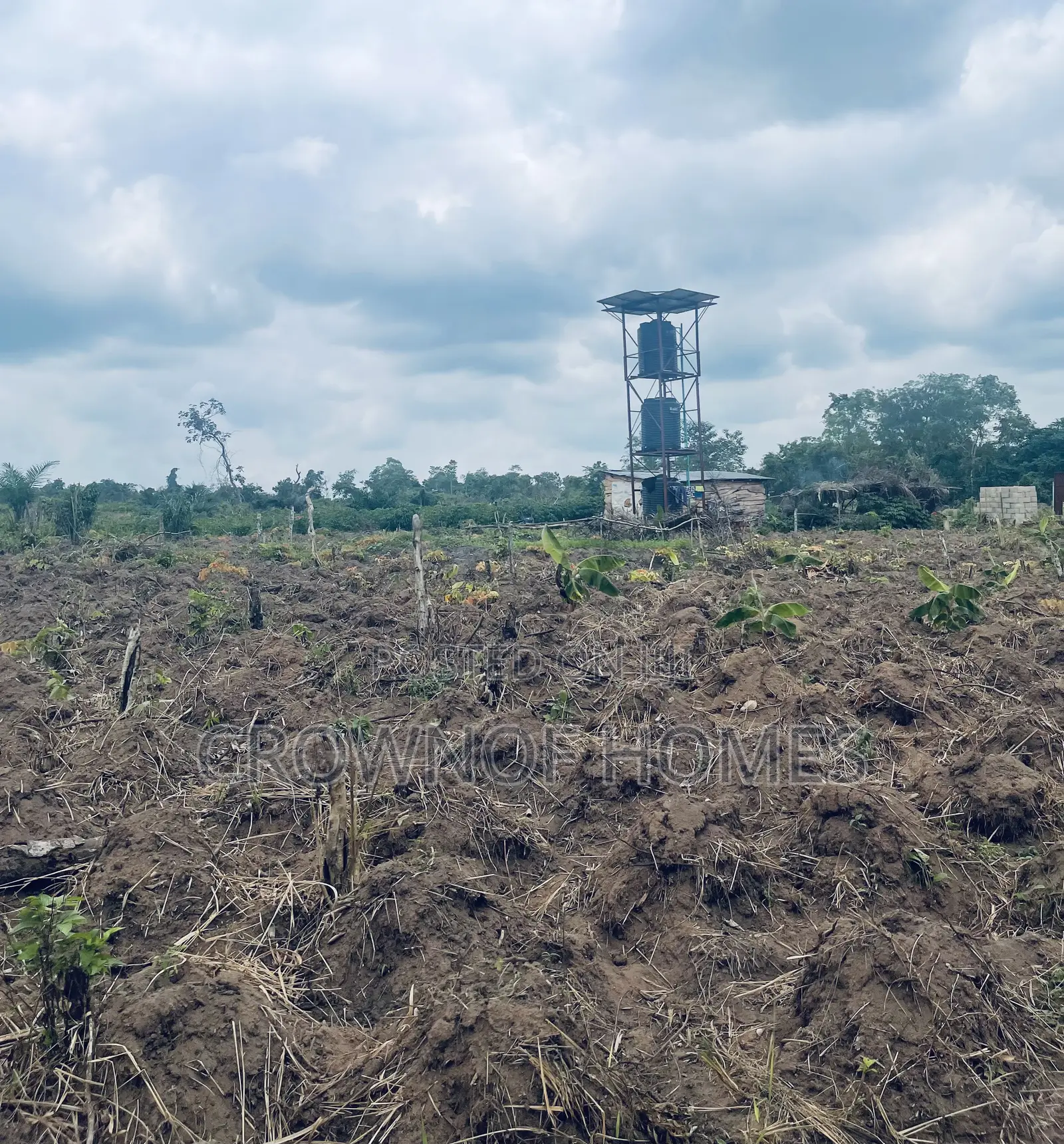 Affordable Farmland in Ogun State. We Can Manage Farm