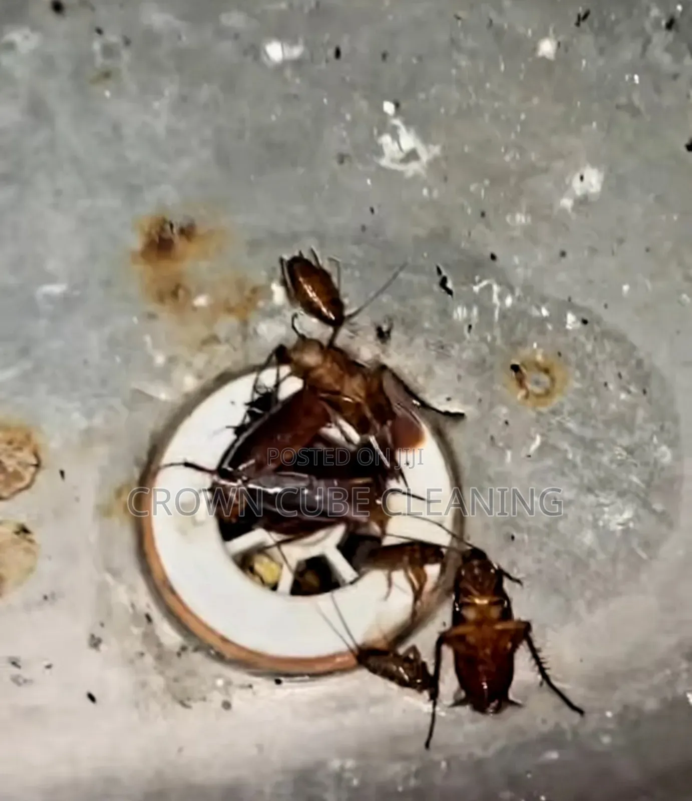 Effective Fumigation and Pest Control //!