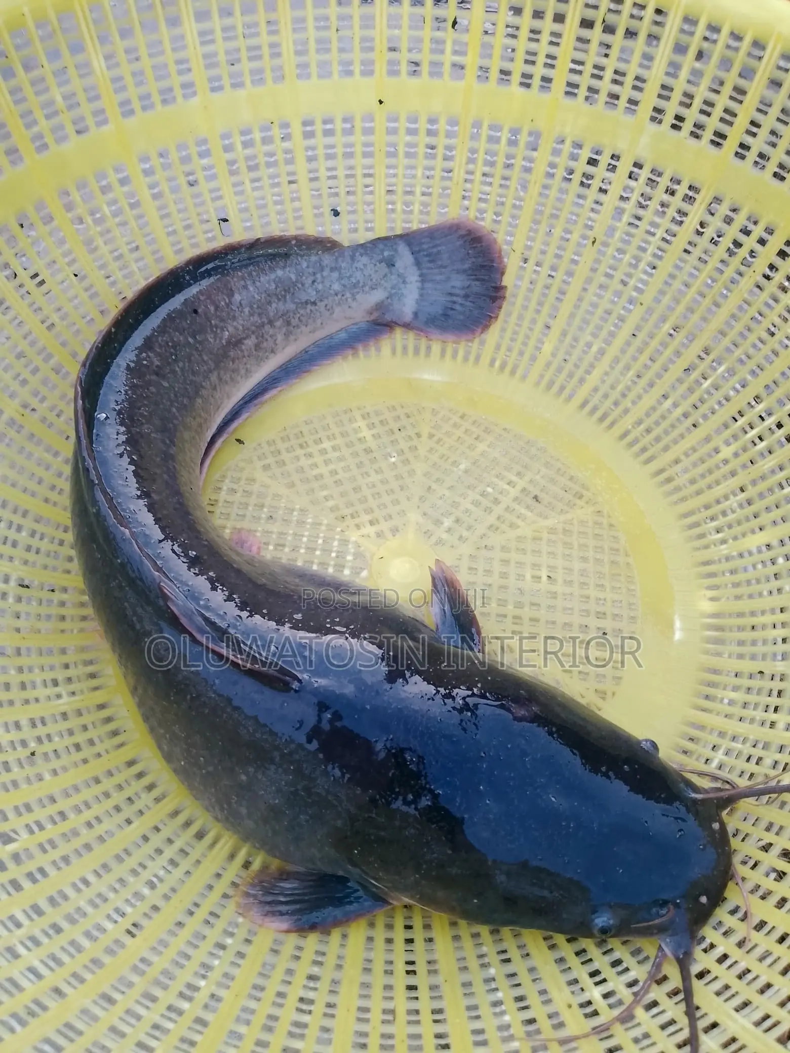 Cat Fishes