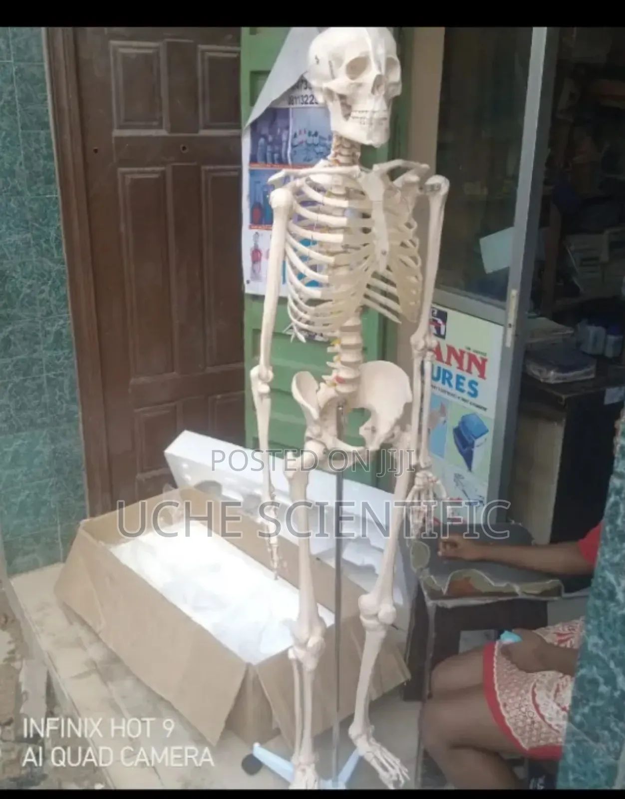 Adult Skeleton