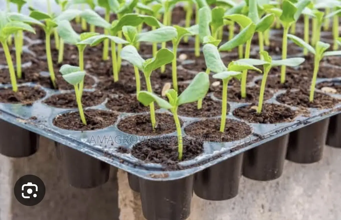 Amatropics Nursery Seedling Tray; 72 Cells by 1.5mm Thickness