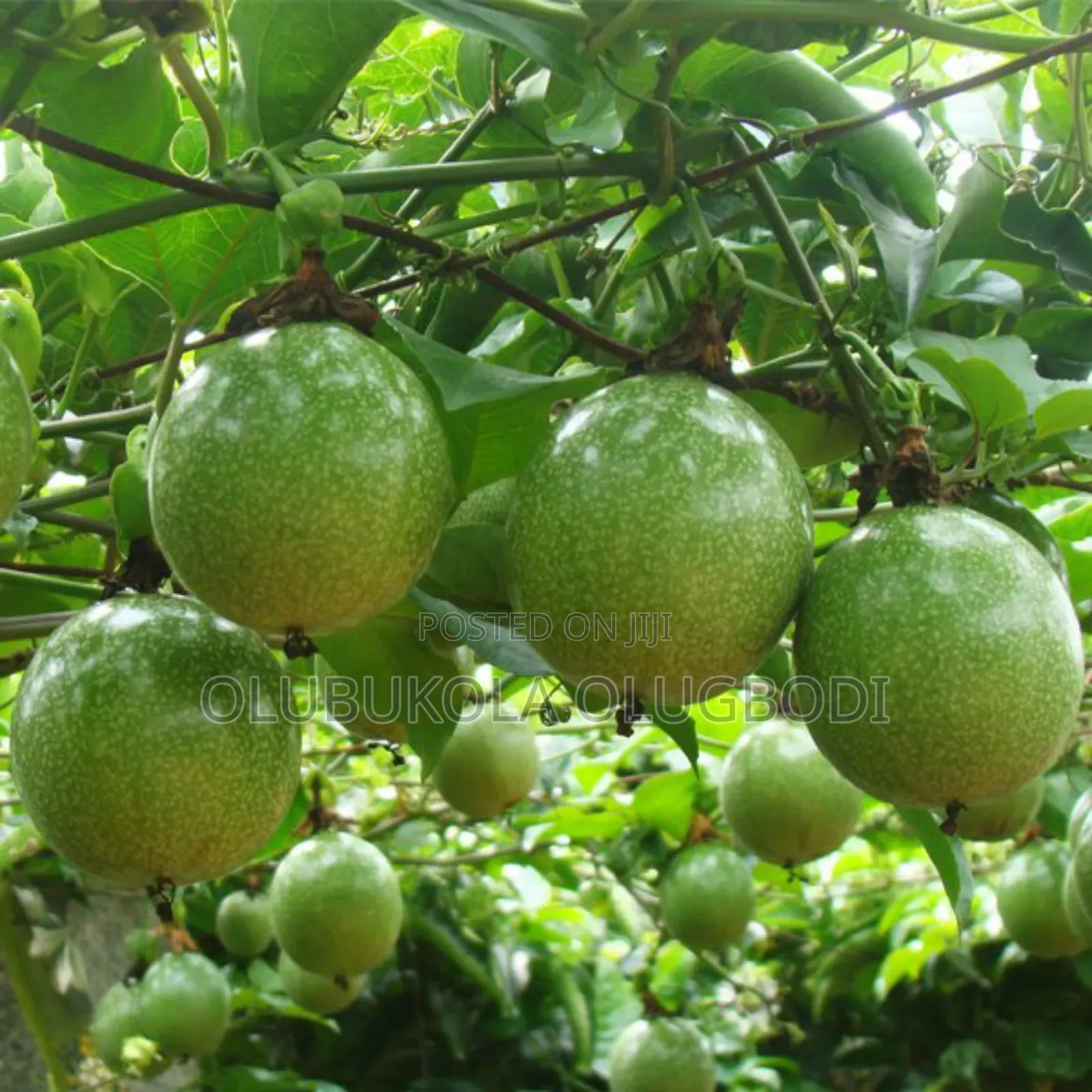 Passion Fruit Seedling