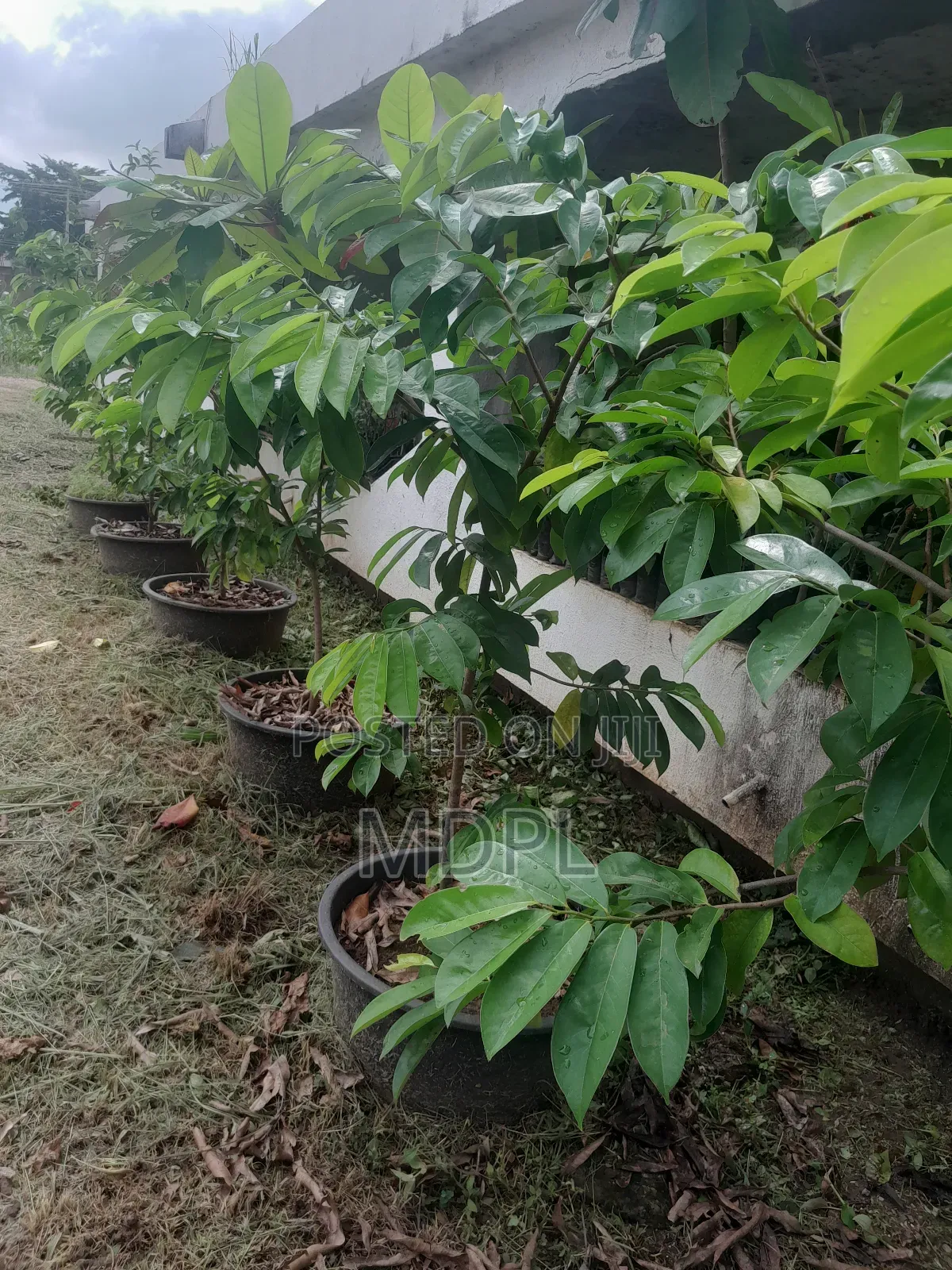 Soursop Saplings