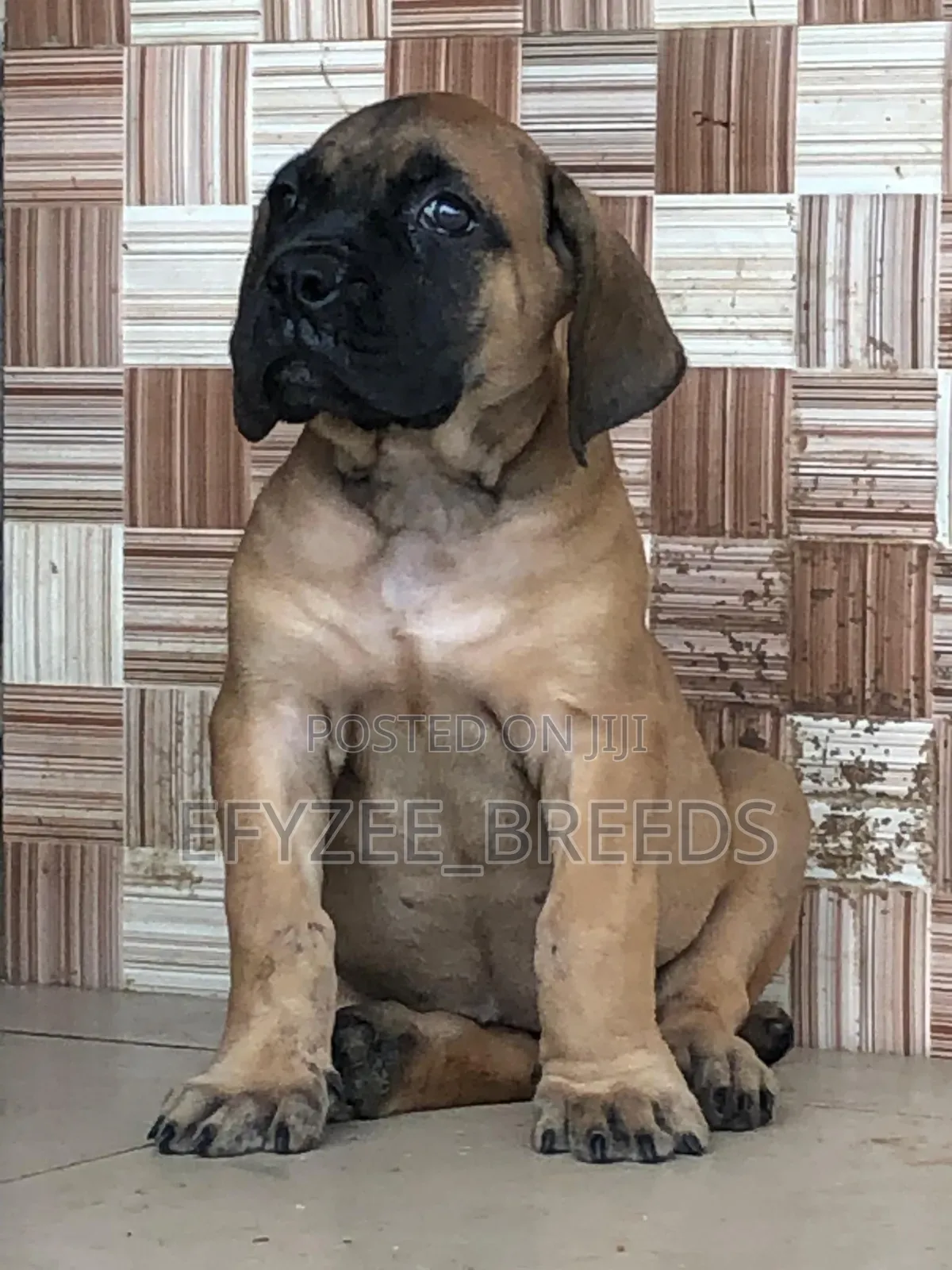 1-3 months Male Purebred Boerboel