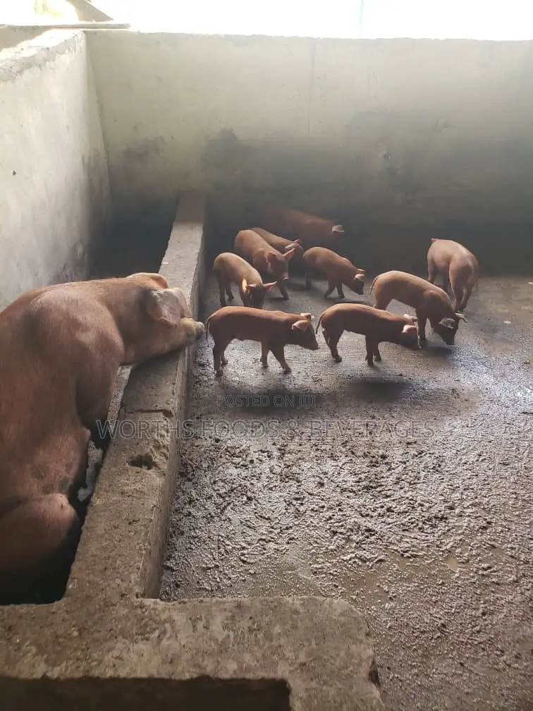 Pure Duroc Breed Grower