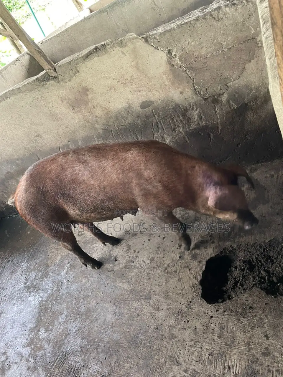 Pure Duroc Breed Grower