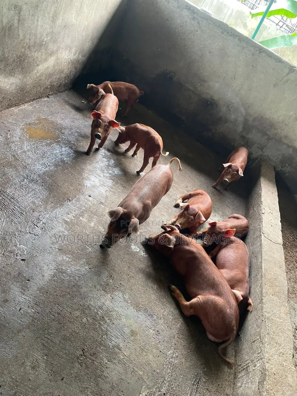Pure Duroc Breed Grower
