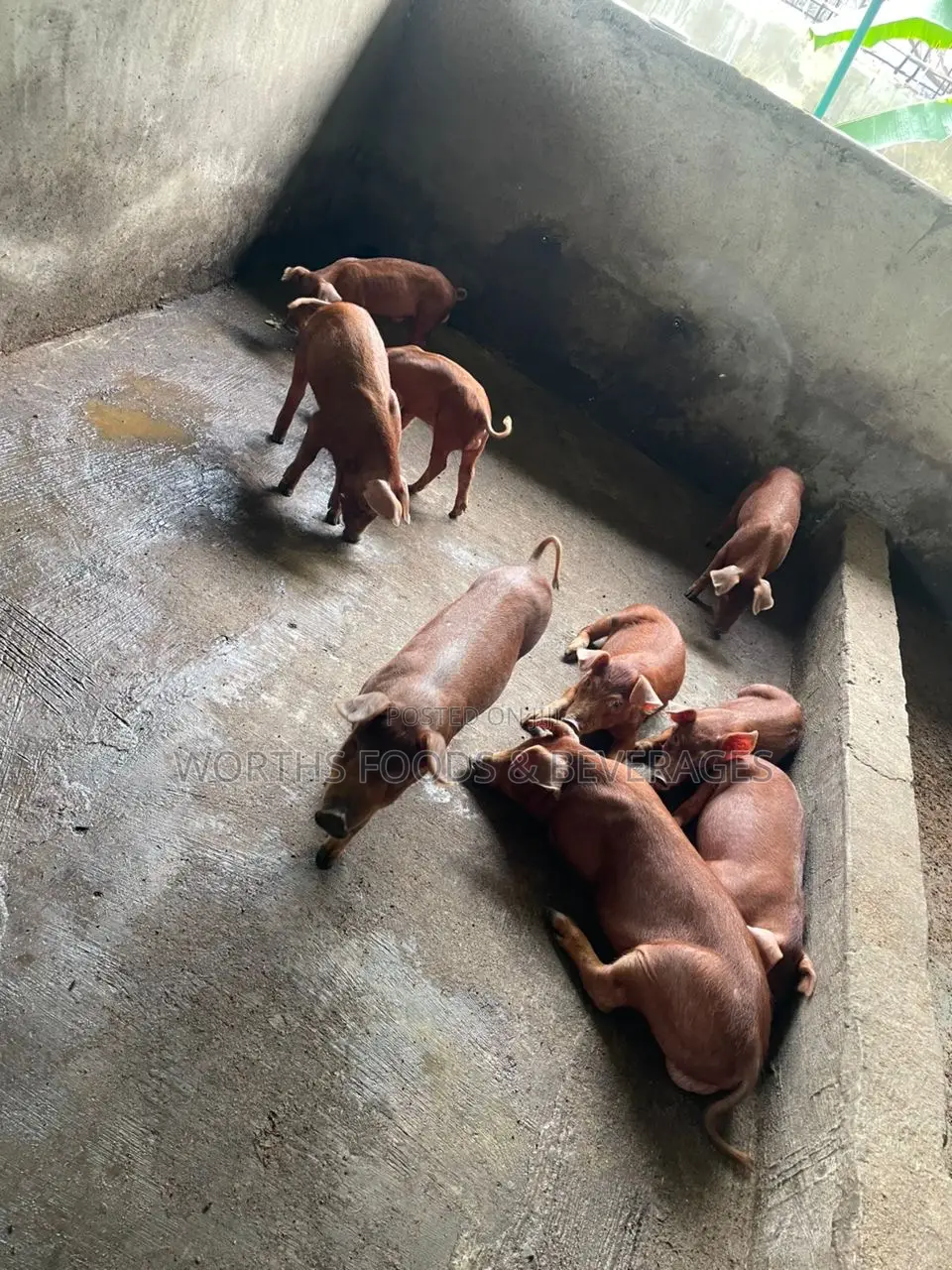 Pure Duroc Breed Grower