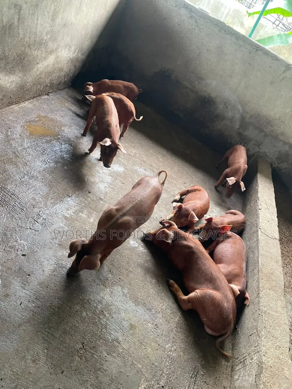 Pure Duroc Breed Grower