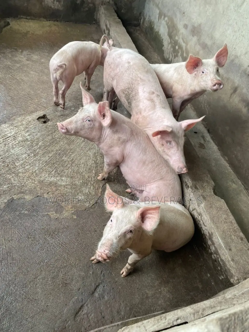 Hybrids Pigs Growers for Sale