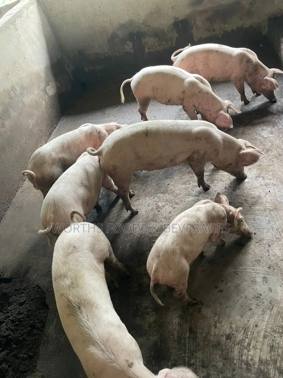 Hybrids Pigs Growers for Sale