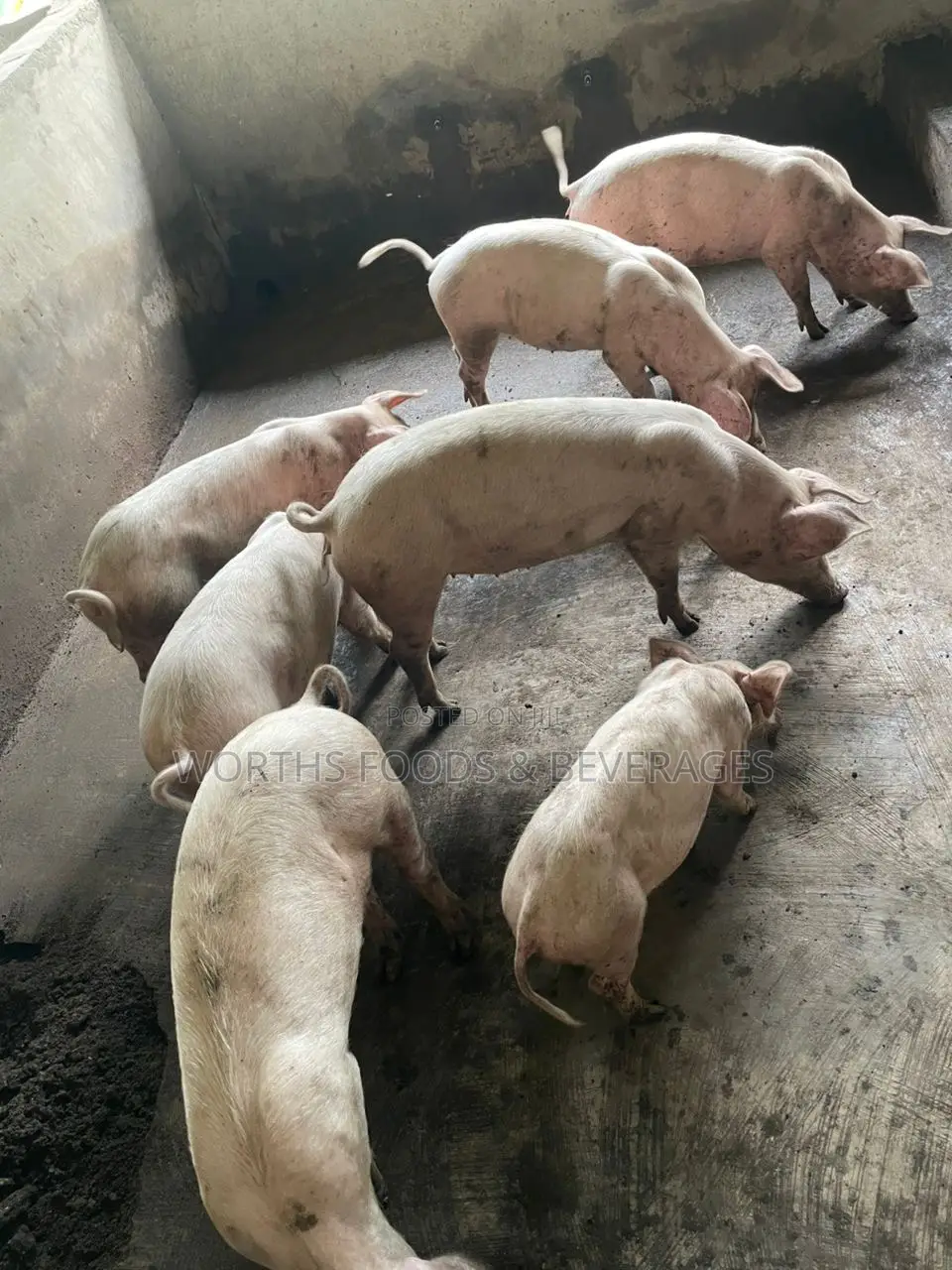 Hybrids Pigs Growers for Sale