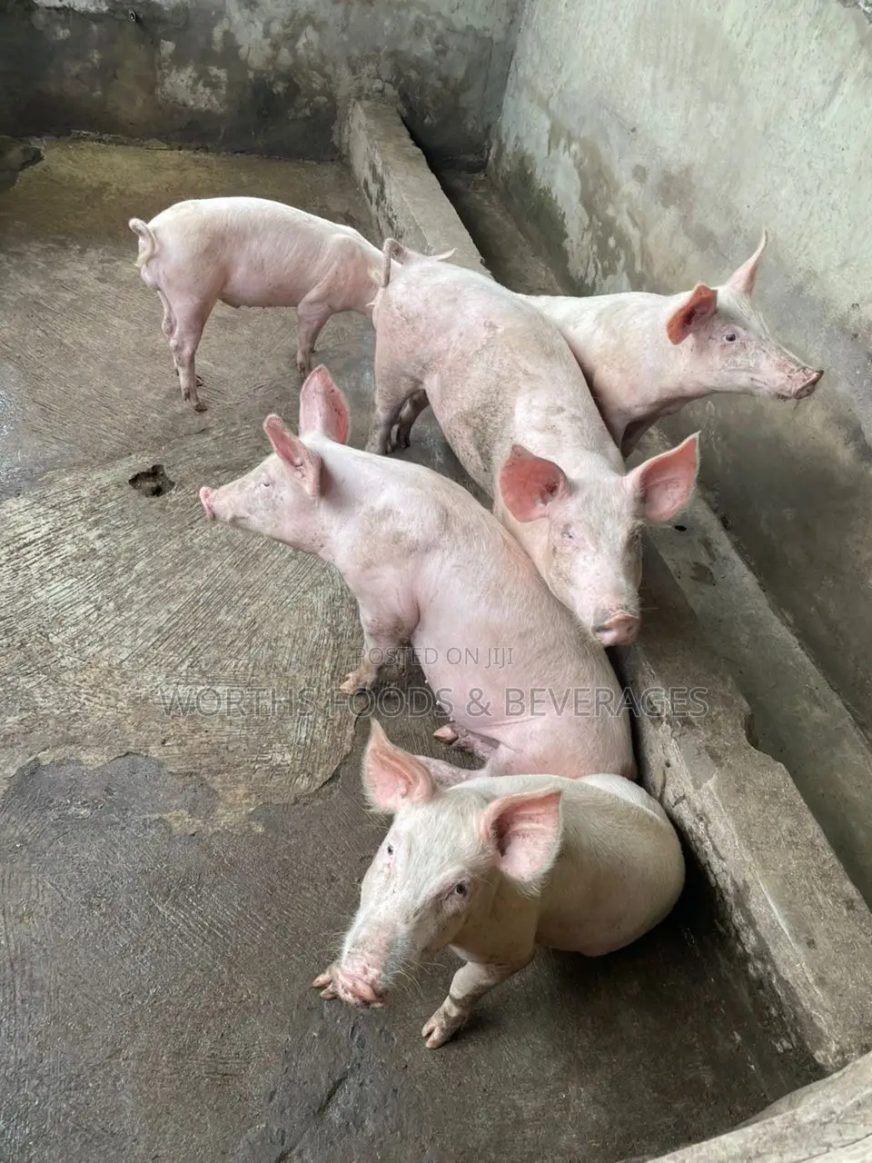Hybrids Pigs Growers for Sale