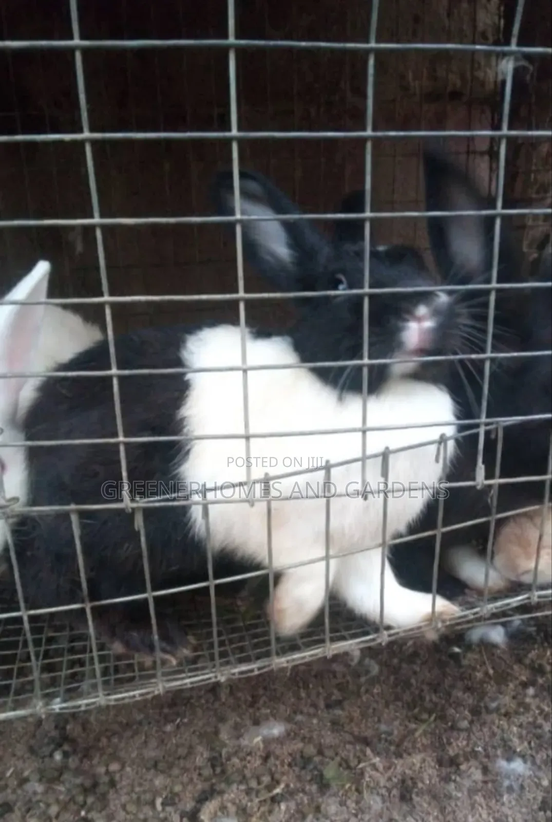 Matured Rabbit