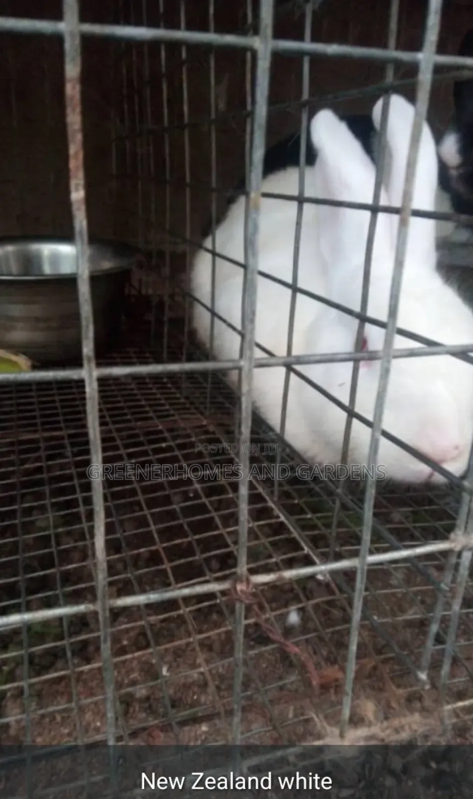 Matured Rabbit