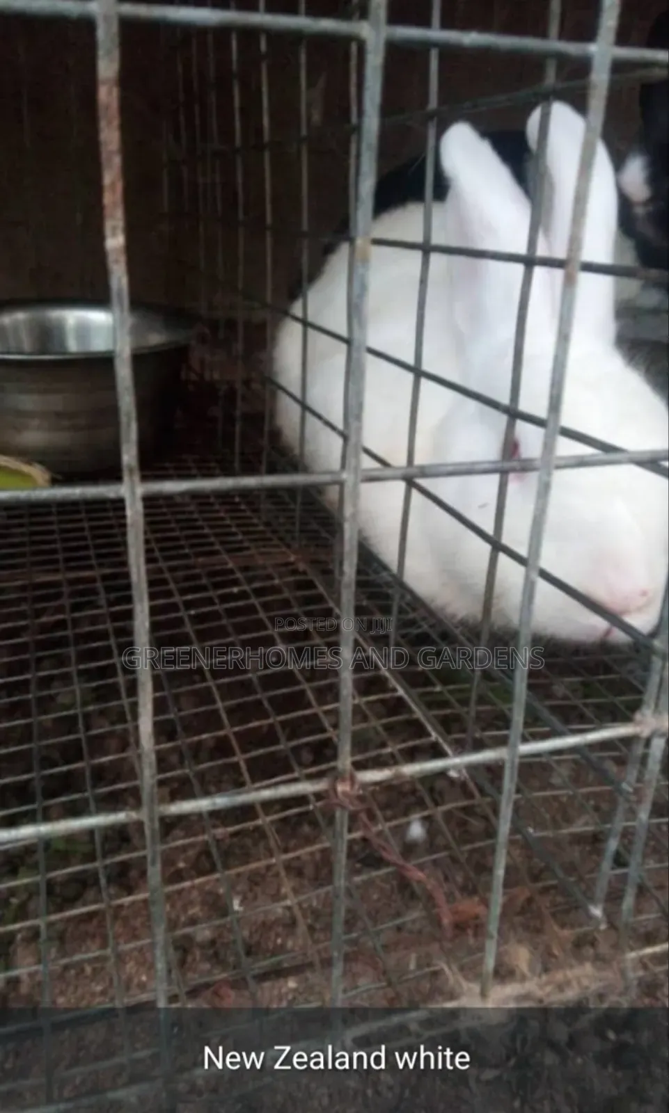 Fully Matured Rabbits