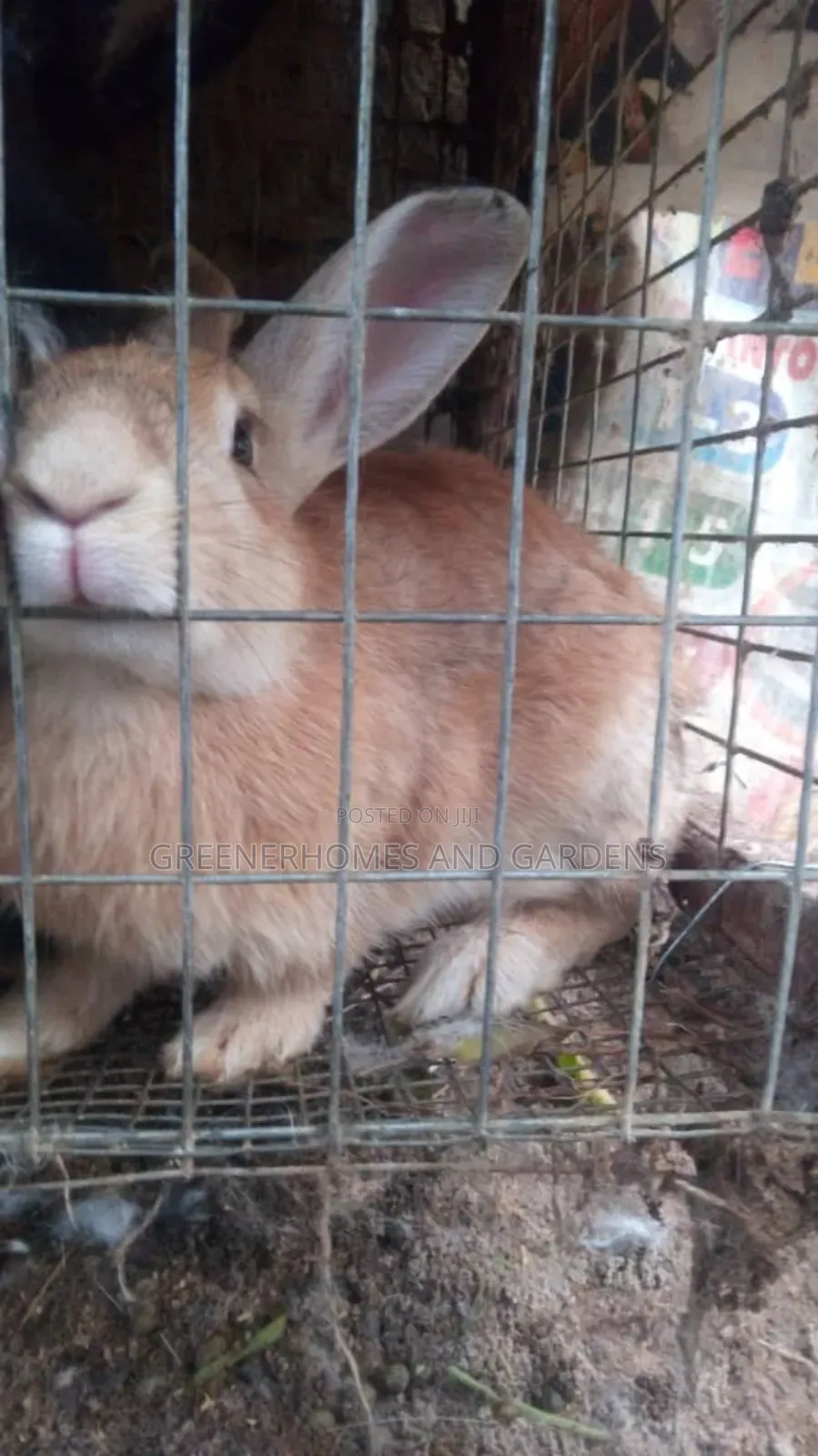 Fully Matured Rabbits