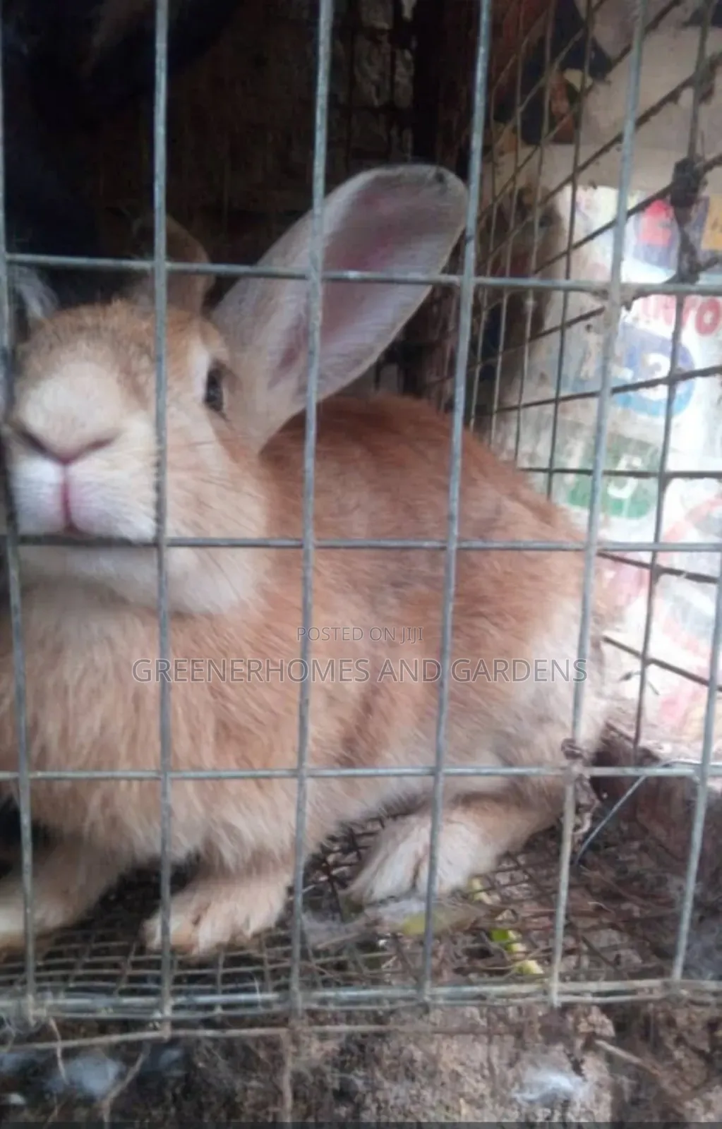 Fully Matured Rabbits
