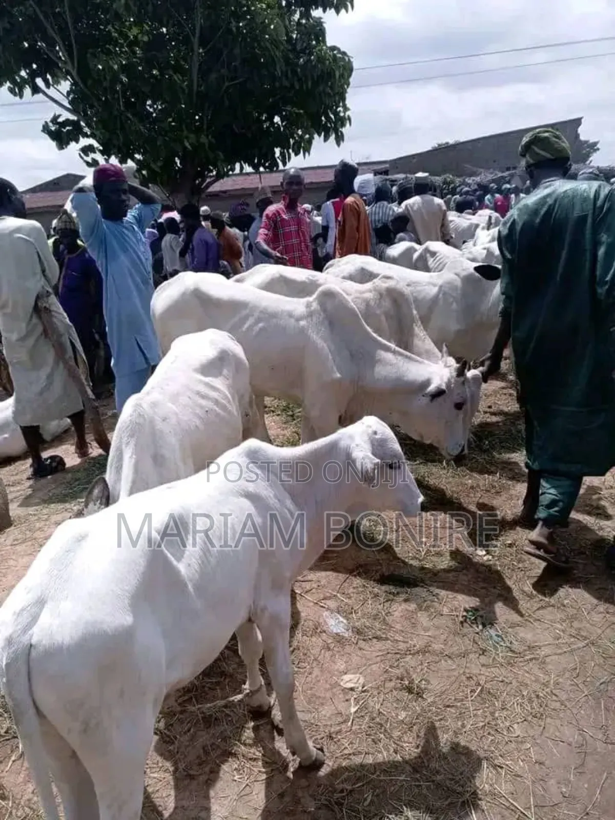 Live Cows,Goats,Rams
