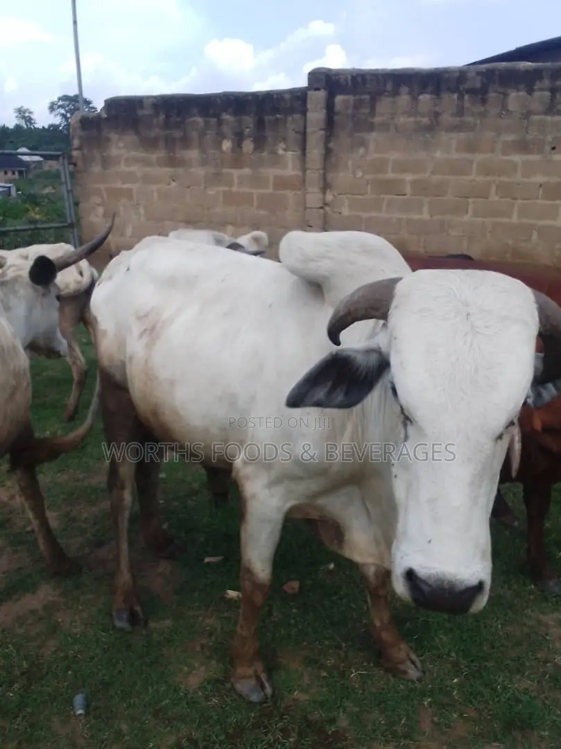Large Cows/Cattle for Sale