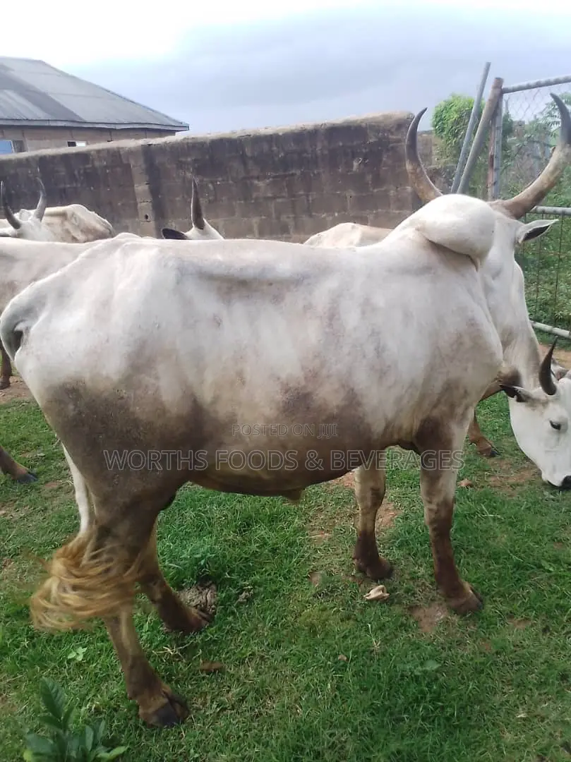 Large Cows/Cattle for Sale