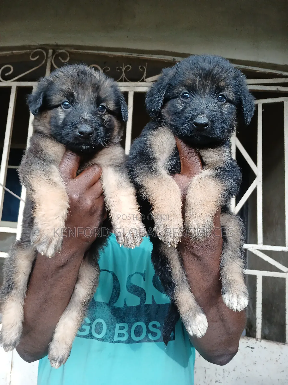 0-1 month Female Purebred German Shepherd