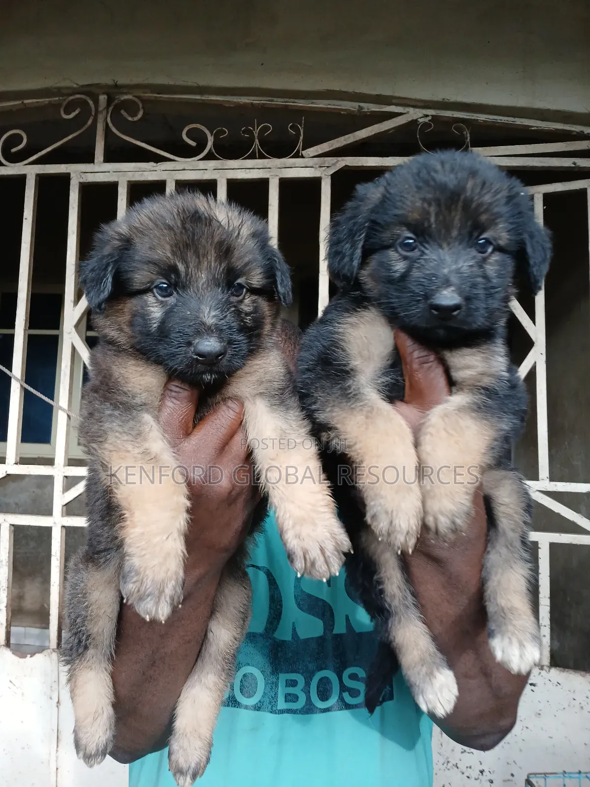 0-1 month Female Purebred German Shepherd