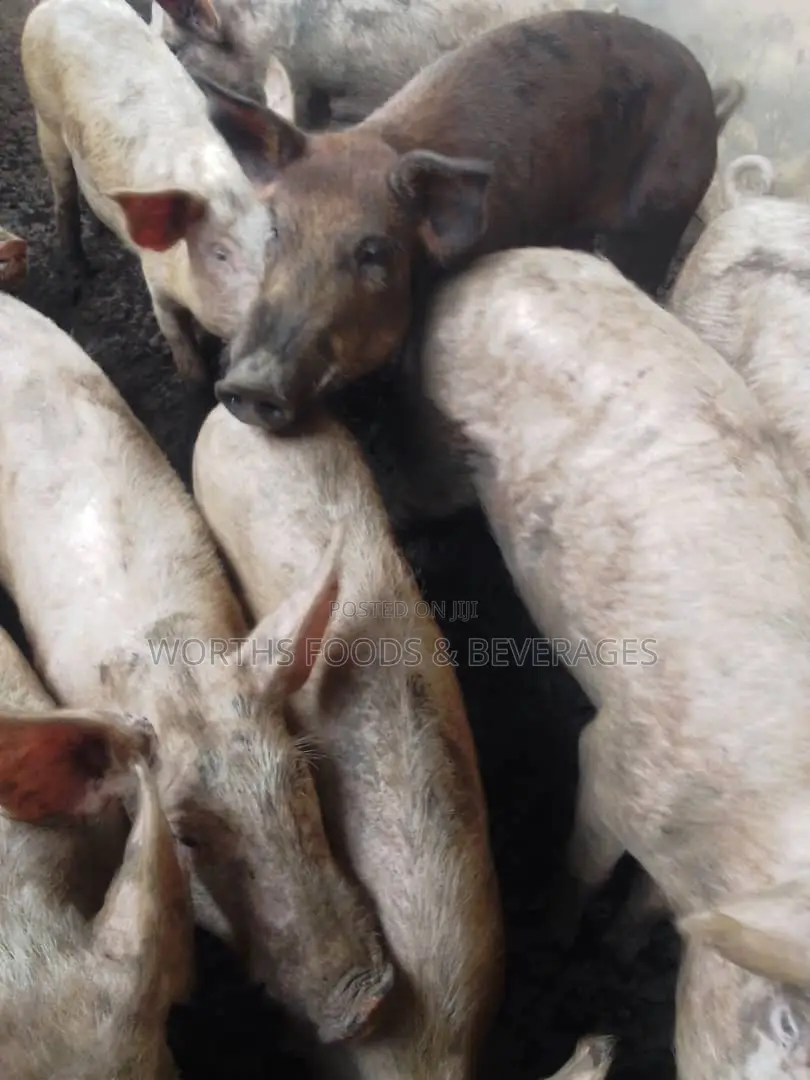 Pigs For Sale For Slaughterhouse