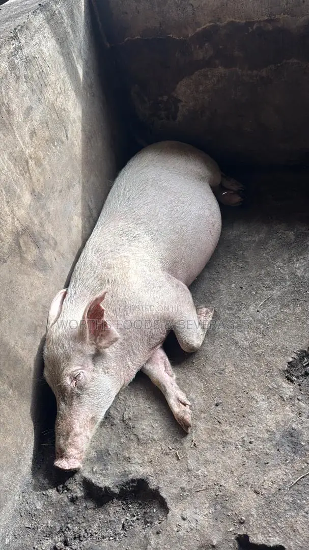 Pigs For Sale For Slaughterhouse