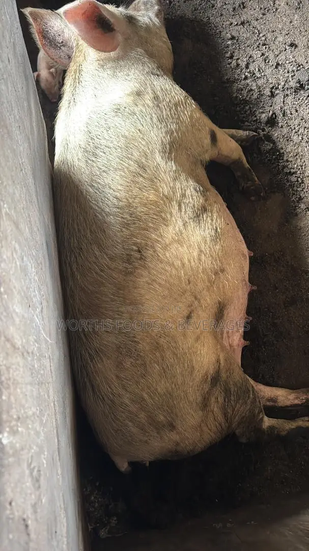 Pigs For Sale For Slaughterhouse