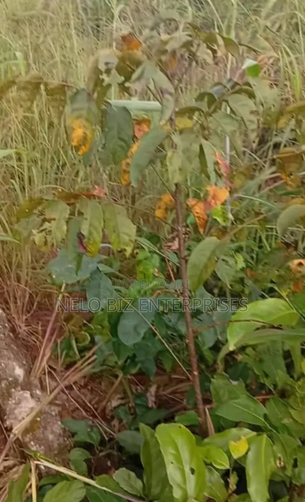 2 Plots Of Land For Sale