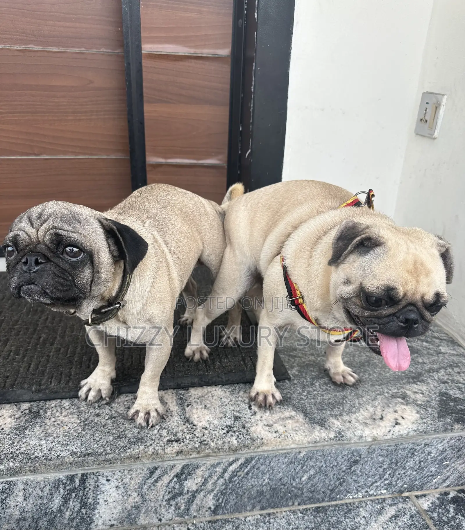1-3 months Female Purebred Pug