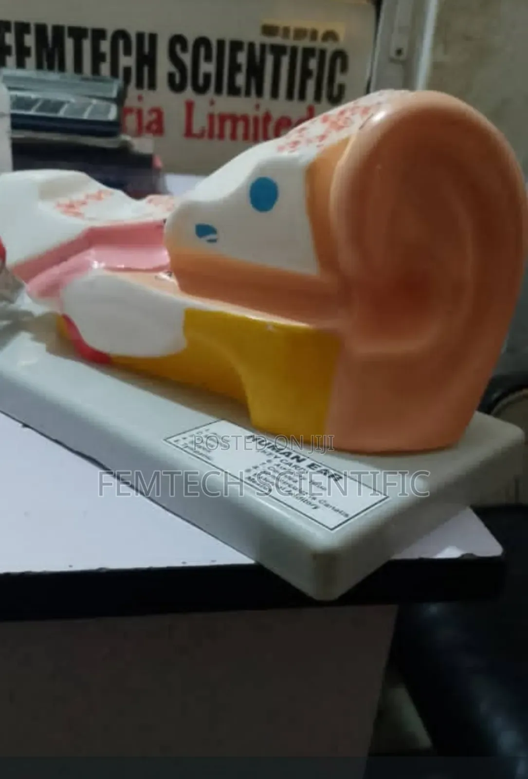 Human Ear for Laboratory