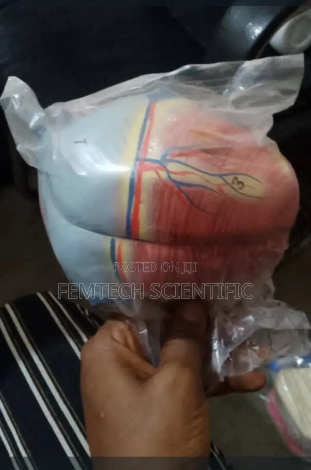 Human Heart