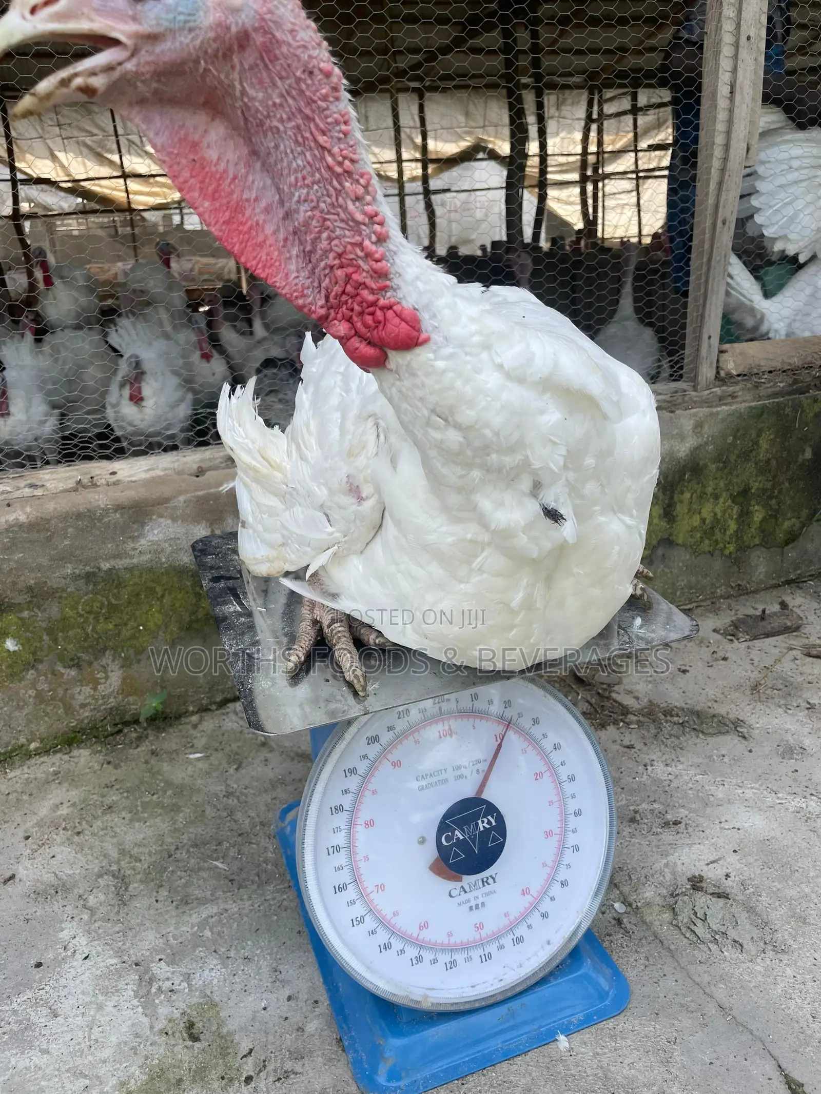 Giant Imported Turkeys for Sale