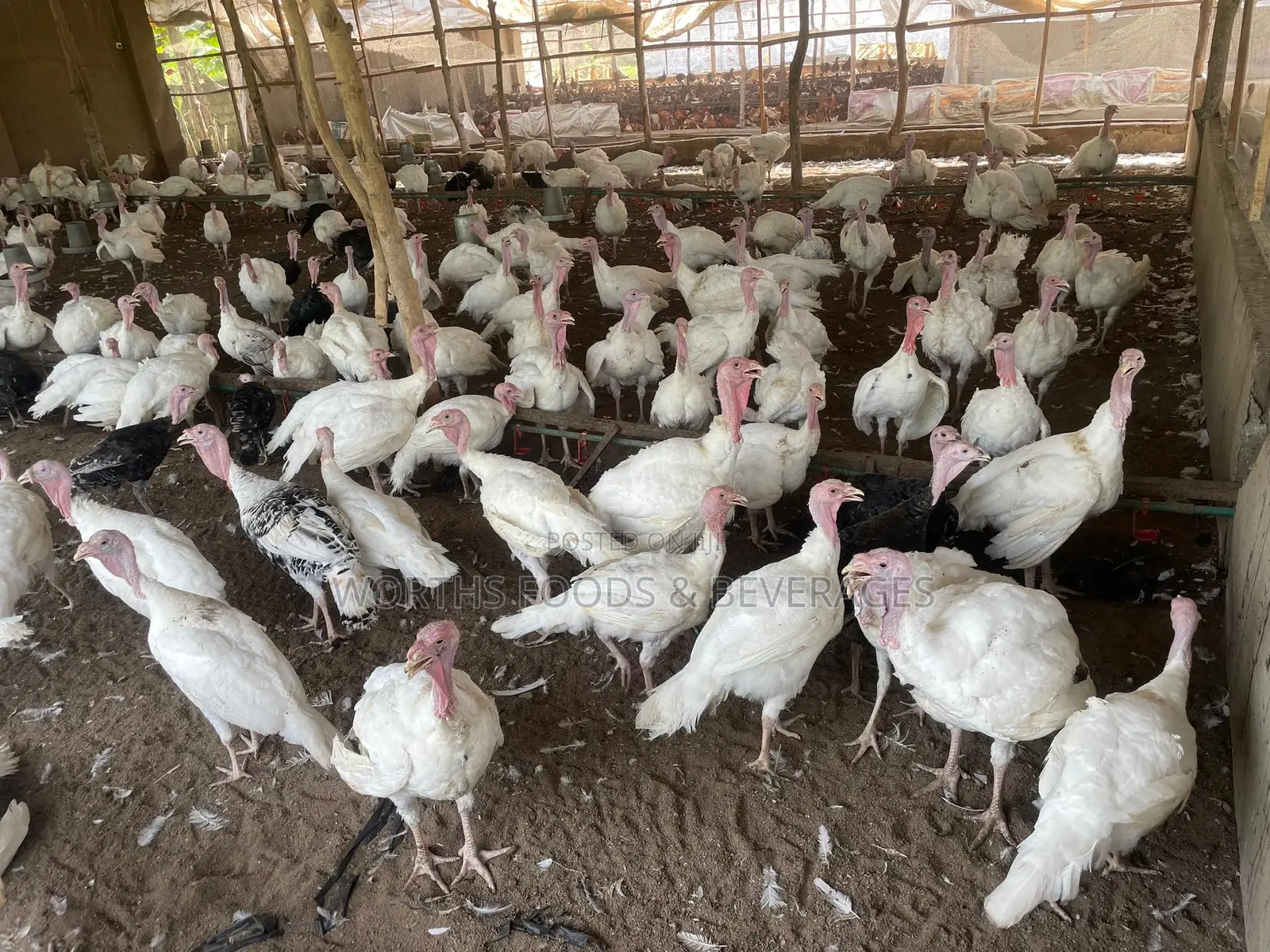 Giant Imported Turkeys for Sale