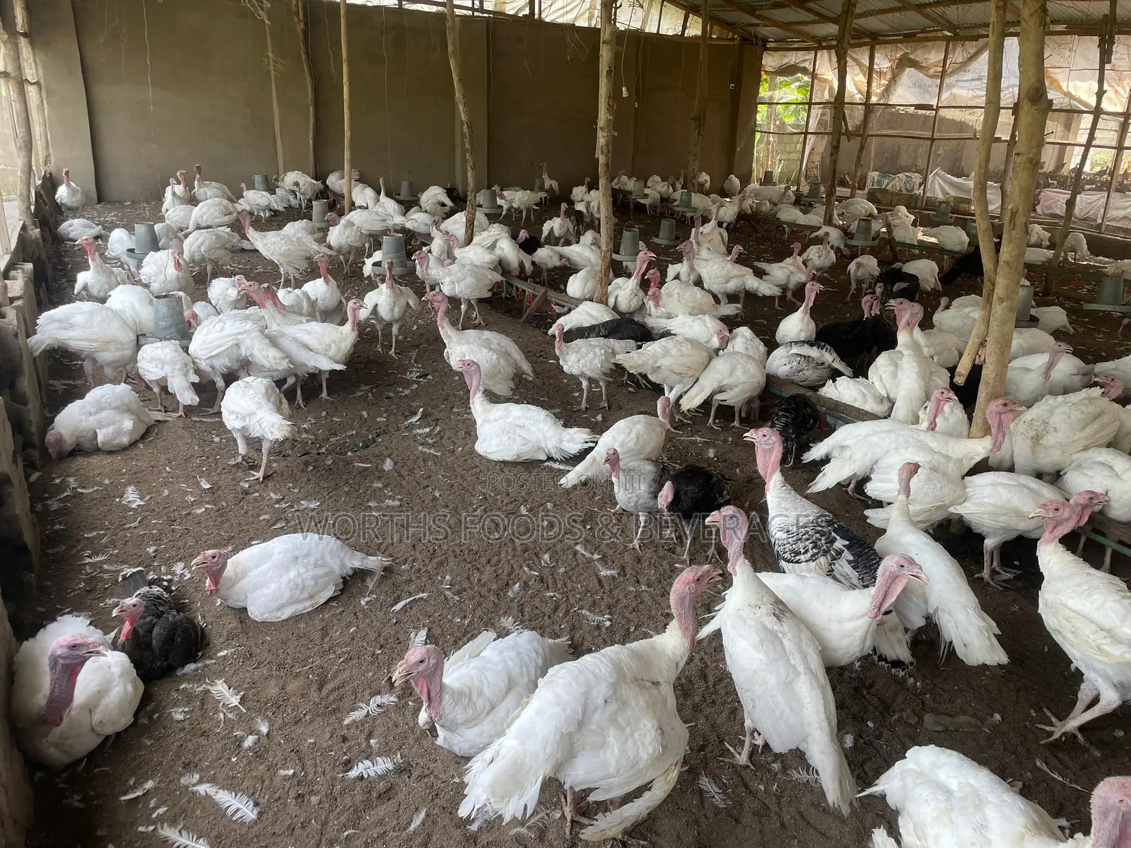 Giant Imported Turkeys for Sale