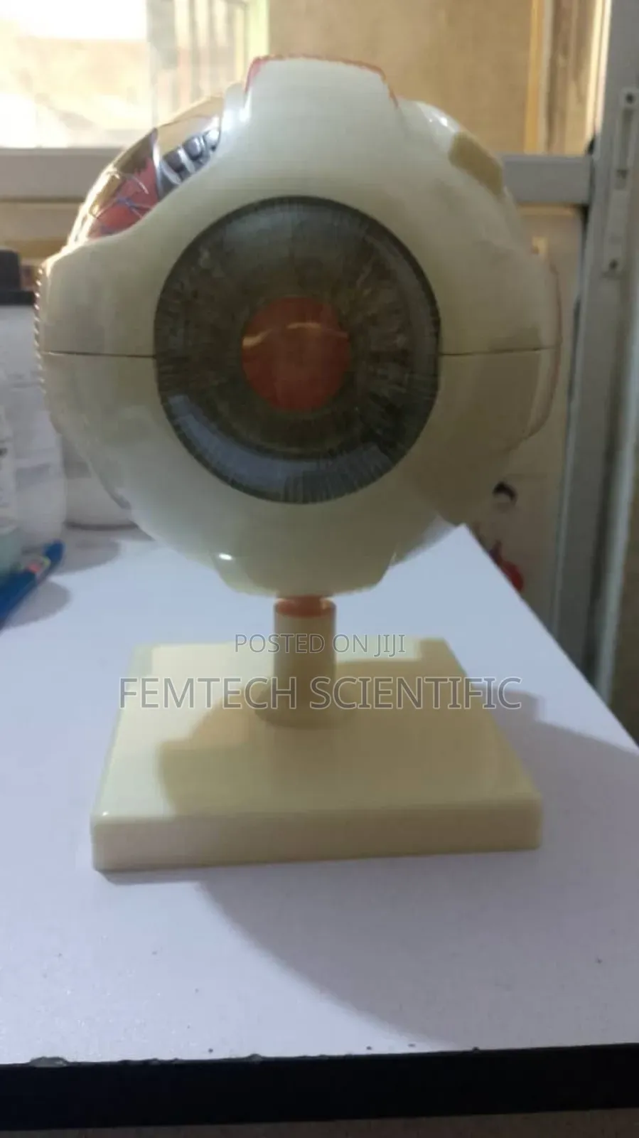 Human Eye For Laboratory