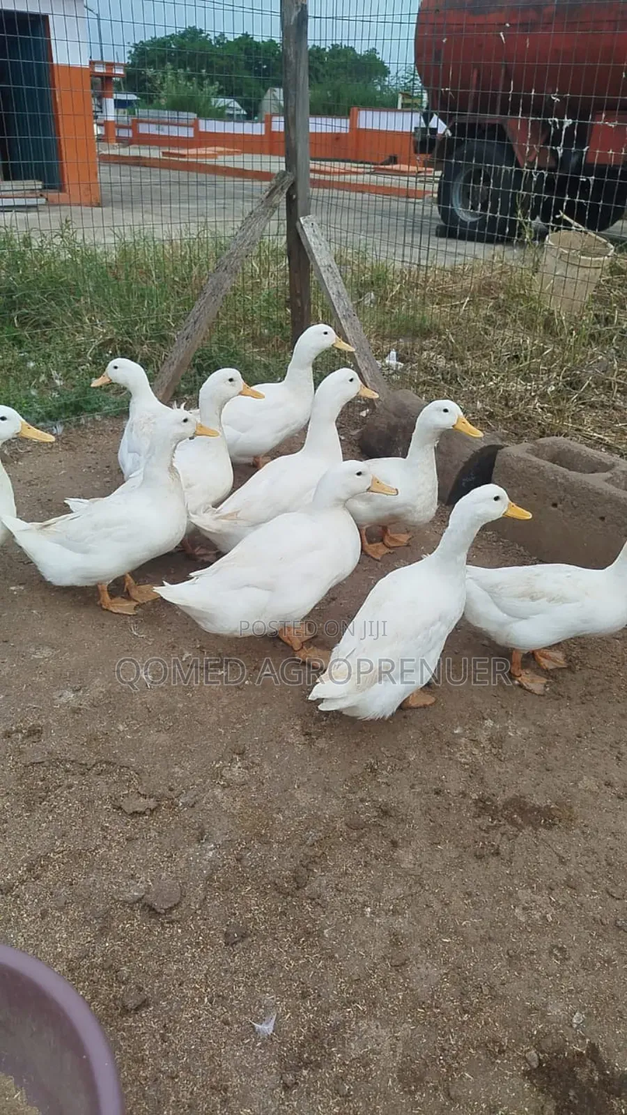 Pekin Duck Day Old