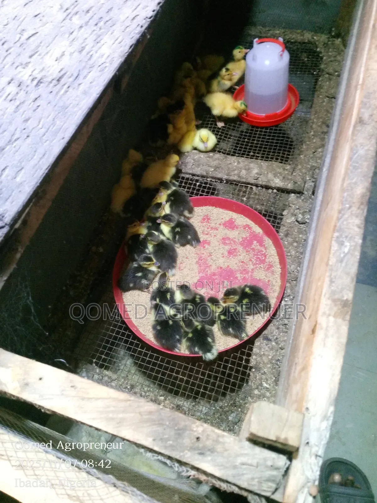 Muscovy Duckling