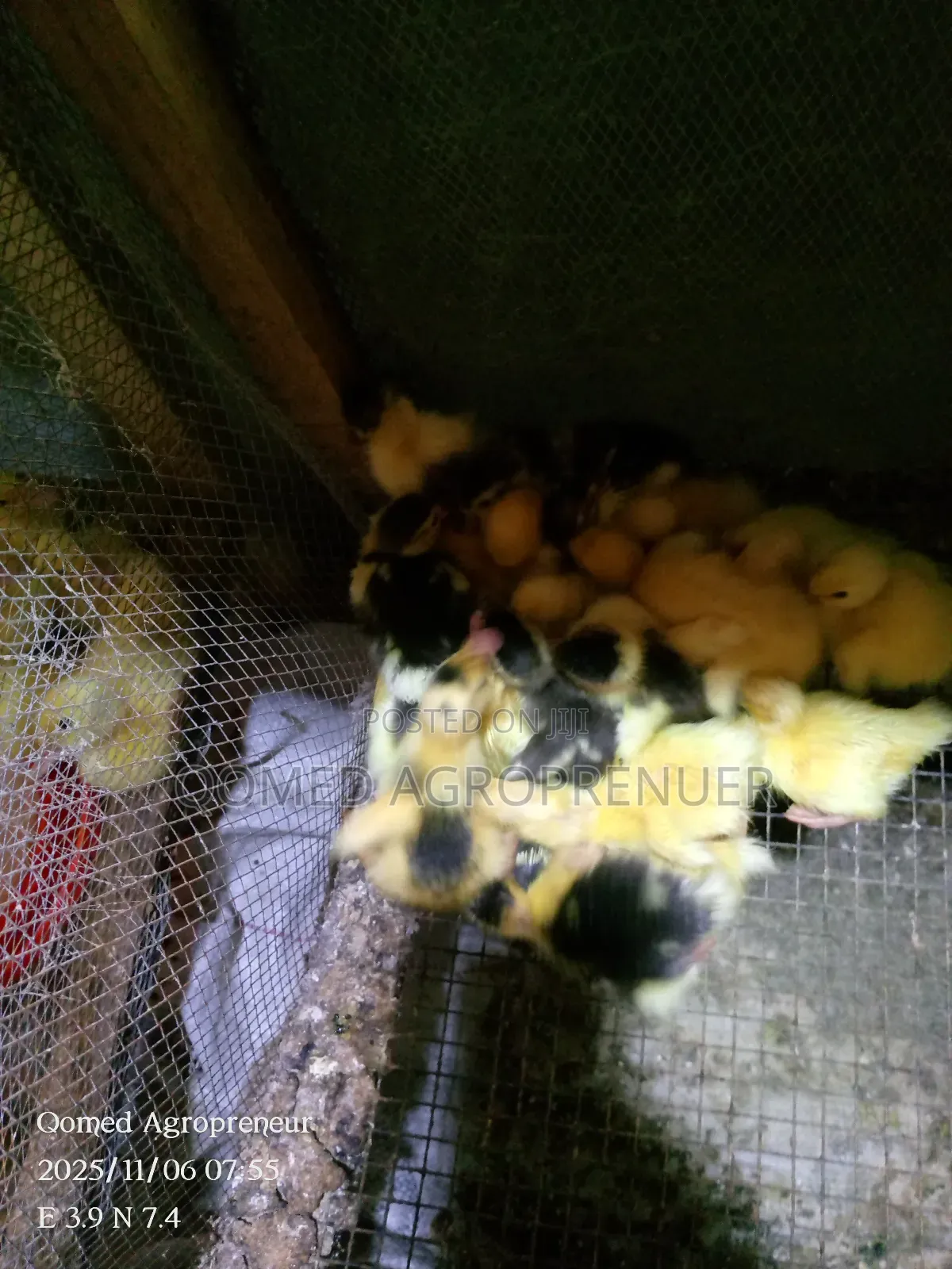 Muscovy Duckling