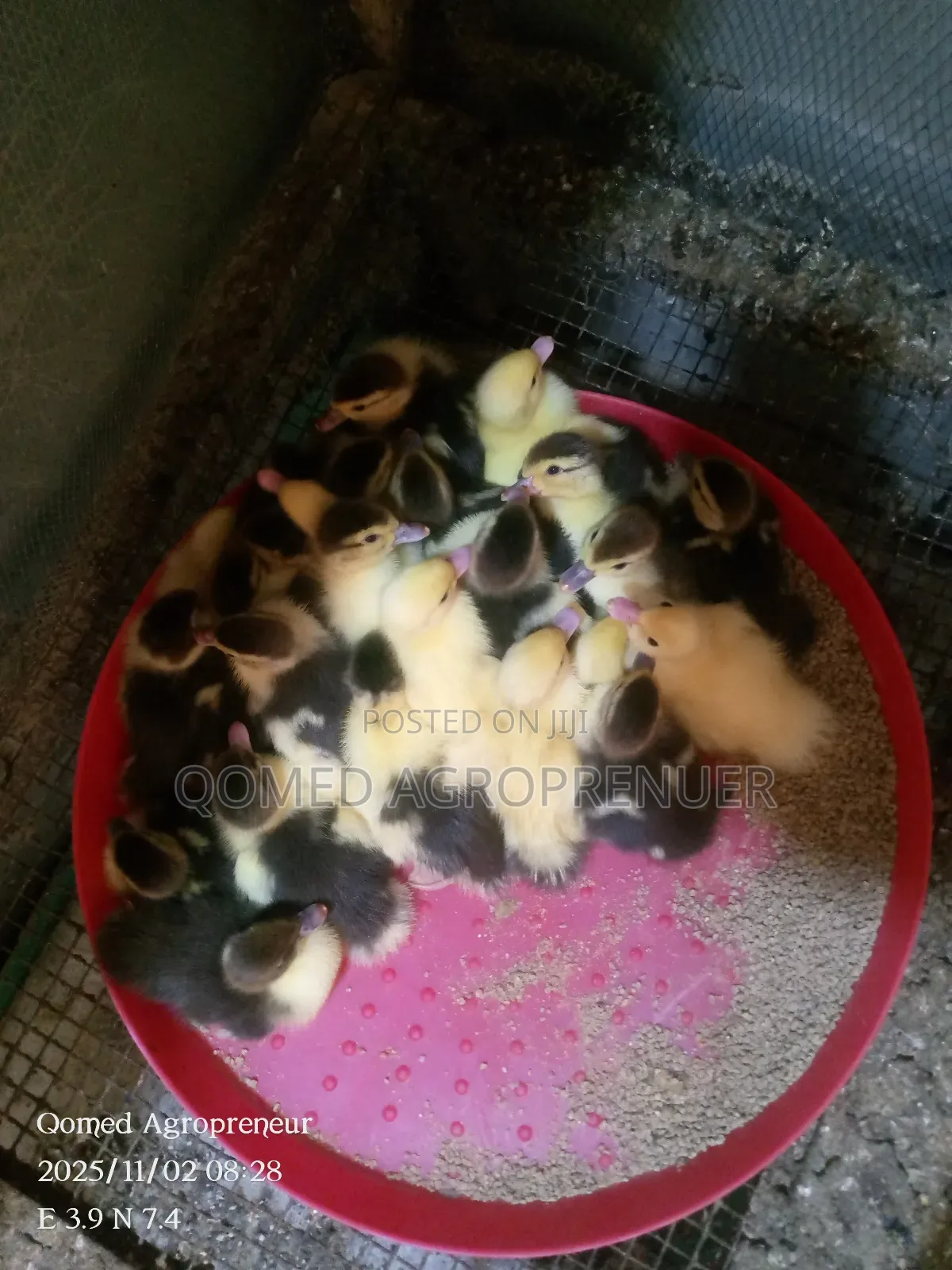 Muscovy Duckling