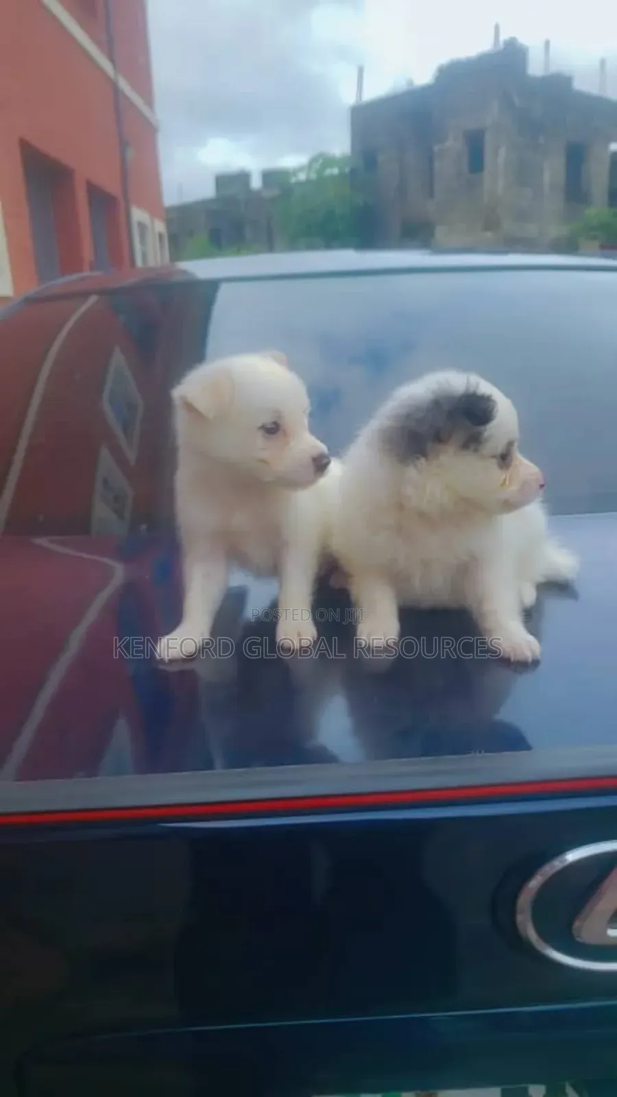 1-3 months Male Purebred American Eskimo